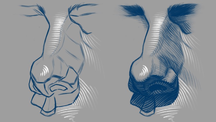 Head Drawing Basics: How to Draw Realistic Noses