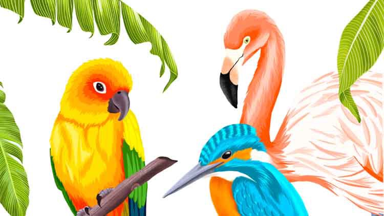 Procreate – Illustrate 3 Tropical Birds