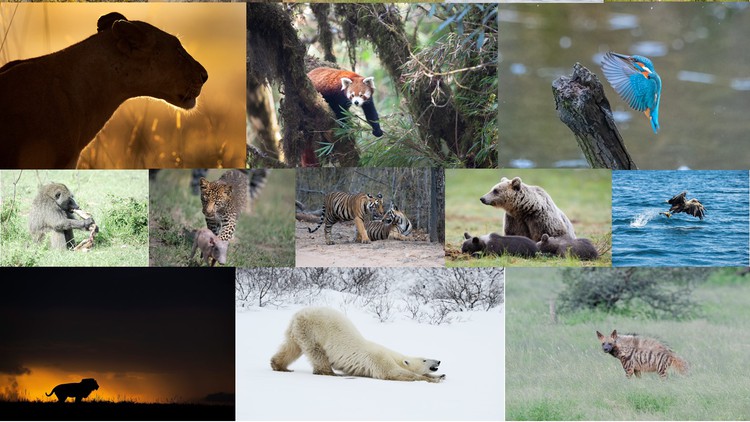 The Ultimate Beginners Guide to Wildlife Photography