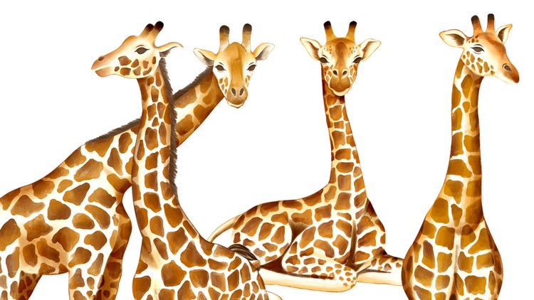 Procreate – Illustrate Giraffes