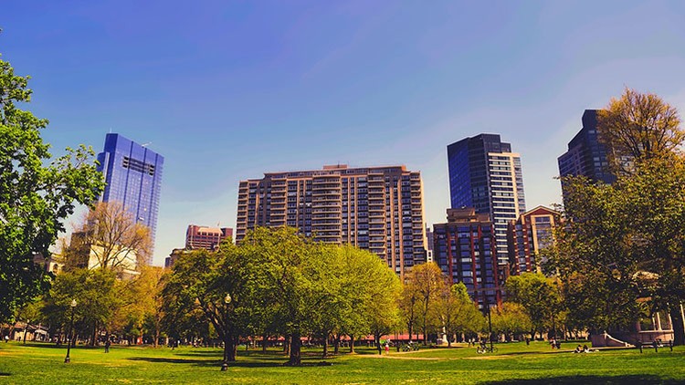 Trees in Urban Environments